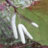 Fotografia 28 da espécie Corylus avellana do Jardim Botânico UTAD