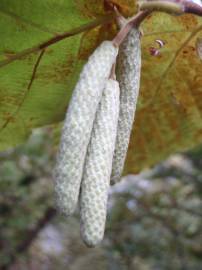 Fotografia da espécie Corylus avellana