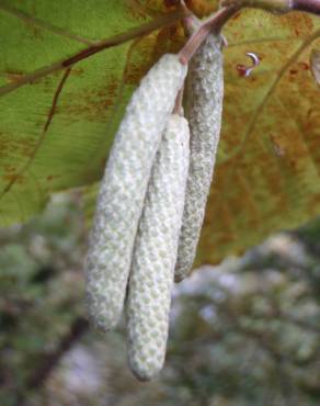 Fotografia 1 da espécie Corylus avellana no Jardim Botânico UTAD