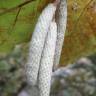 Fotografia 1 da espécie Corylus avellana do Jardim Botânico UTAD