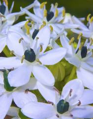 Allium nigrum