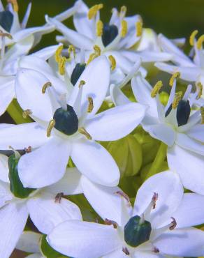 Fotografia 1 da espécie Allium nigrum no Jardim Botânico UTAD