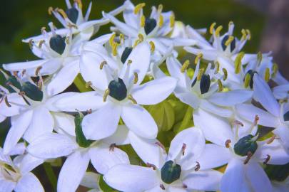 Fotografia da espécie Allium nigrum