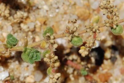 Fotografia da espécie Herniaria maritima