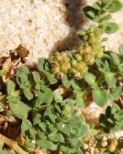 Fotografia da espécie Herniaria maritima