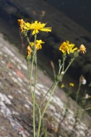 Fotografia da espécie Hieracium glaucinum