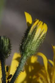 Fotografia da espécie Hieracium glaucinum