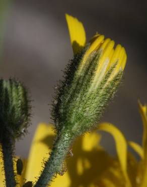 Fotografia 6 da espécie Hieracium glaucinum no Jardim Botânico UTAD