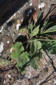 Fotografia da espécie Hieracium glaucinum