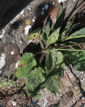 Fotografia 7 da espécie Hieracium glaucinum no Jardim Botânico UTAD