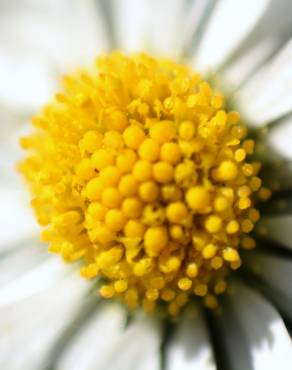 Fotografia 9 da espécie Bellis perennis no Jardim Botânico UTAD