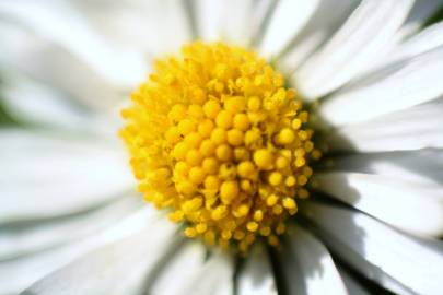 Fotografia da espécie Bellis perennis