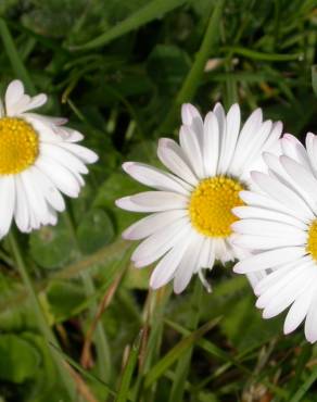 Fotografia 10 da espécie Bellis perennis no Jardim Botânico UTAD