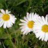 Fotografia 10 da espécie Bellis perennis do Jardim Botânico UTAD