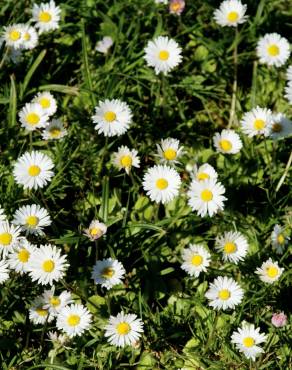 Fotografia 11 da espécie Bellis perennis no Jardim Botânico UTAD