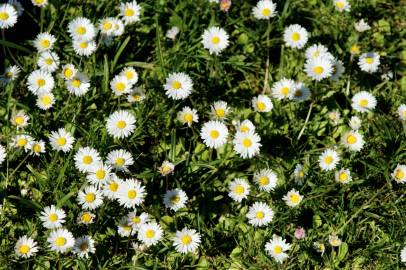 Fotografia da espécie Bellis perennis