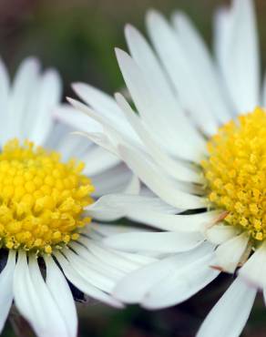 Fotografia 12 da espécie Bellis perennis no Jardim Botânico UTAD