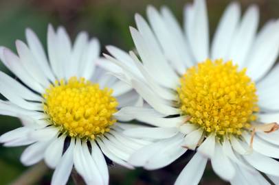 Fotografia da espécie Bellis perennis