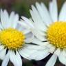 Fotografia 12 da espécie Bellis perennis do Jardim Botânico UTAD