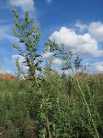 Fotografia da espécie Chenopodium album var. album