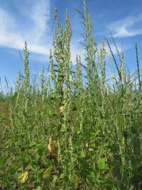 Fotografia da espécie Chenopodium album var. album