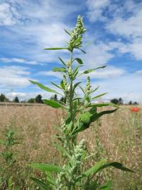 Fotografia da espécie Chenopodium album var. album