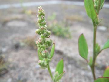 Fotografia da espécie Chenopodium album var. album