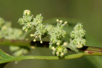 Fotografia da espécie Chenopodium album var. album