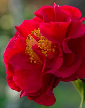 Fotografia 9 da espécie Camellia reticulata no Jardim Botânico UTAD