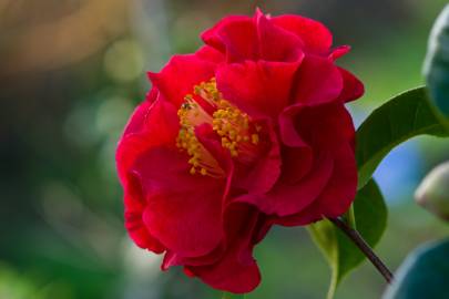 Fotografia da espécie Camellia reticulata