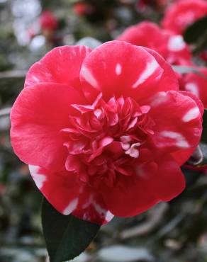 Fotografia 10 da espécie Camellia reticulata no Jardim Botânico UTAD