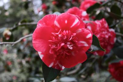 Fotografia da espécie Camellia reticulata