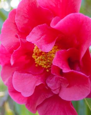 Fotografia 11 da espécie Camellia reticulata no Jardim Botânico UTAD