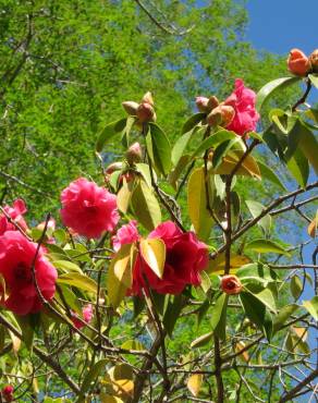 Fotografia 12 da espécie Camellia reticulata no Jardim Botânico UTAD