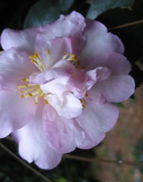 Fotografia 9 da espécie Camellia sasanqua no Jardim Botânico UTAD