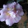 Fotografia 9 da espécie Camellia sasanqua do Jardim Botânico UTAD