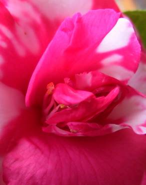 Fotografia 10 da espécie Camellia sasanqua no Jardim Botânico UTAD