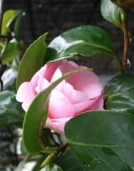 Camellia sasanqua