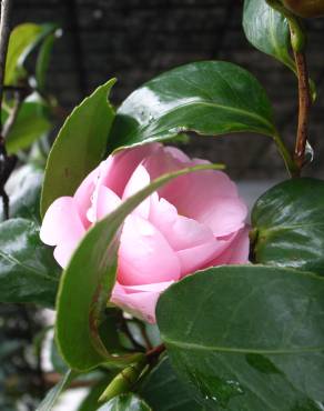 Fotografia 1 da espécie Camellia sasanqua no Jardim Botânico UTAD