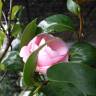 Fotografia 1 da espécie Camellia sasanqua do Jardim Botânico UTAD