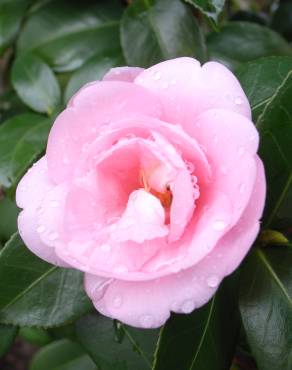 Fotografia 11 da espécie Camellia sasanqua no Jardim Botânico UTAD