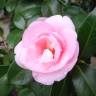 Fotografia 11 da espécie Camellia sasanqua do Jardim Botânico UTAD