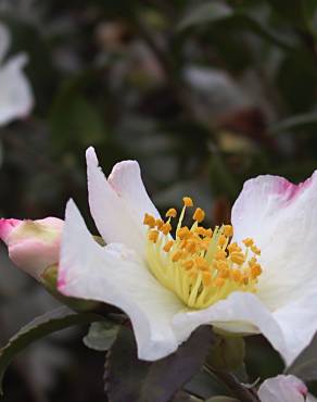 Fotografia 12 da espécie Camellia sasanqua no Jardim Botânico UTAD
