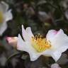 Fotografia 12 da espécie Camellia sasanqua do Jardim Botânico UTAD