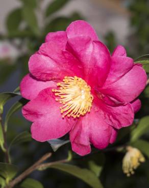 Fotografia 13 da espécie Camellia sasanqua no Jardim Botânico UTAD