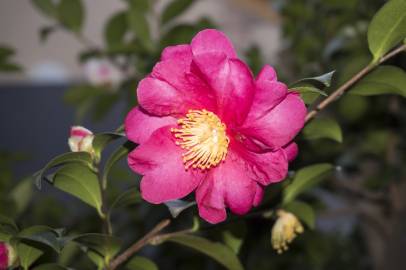 Fotografia da espécie Camellia sasanqua