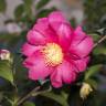 Fotografia 13 da espécie Camellia sasanqua do Jardim Botânico UTAD