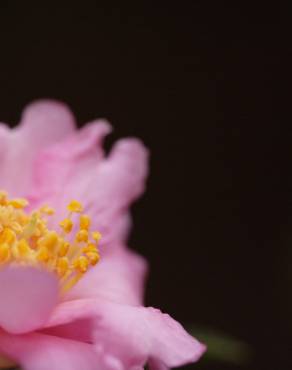 Fotografia 14 da espécie Camellia sasanqua no Jardim Botânico UTAD