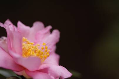 Fotografia da espécie Camellia sasanqua