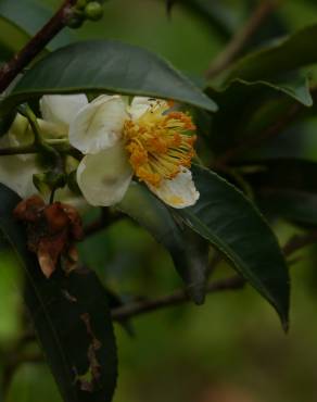 Fotografia 7 da espécie Camellia sinensis no Jardim Botânico UTAD